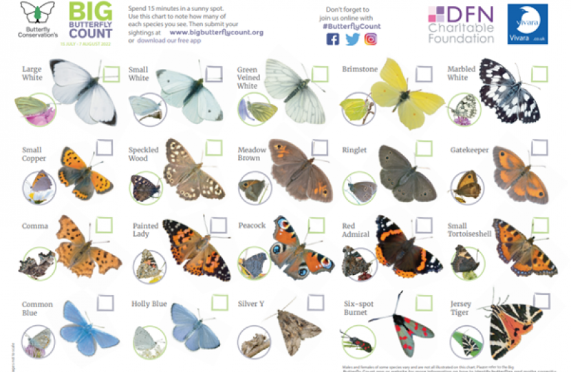 Mims Davies Butterfly Count
