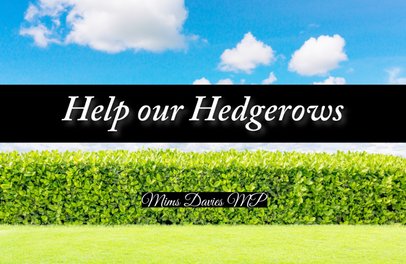 image of hedgerow