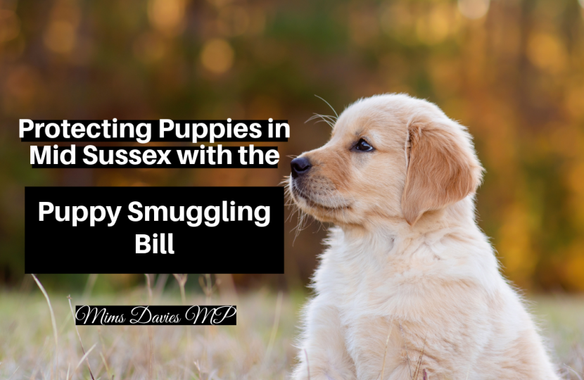 Mims Davies MP announces Plan to cut Puppy Smuggling in Mid Sussex