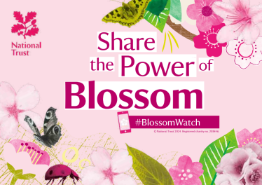 Mims Davies MP shares National Trusts #BlossomWatch week