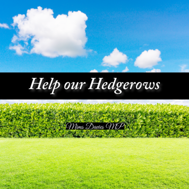 image of hedgerow
