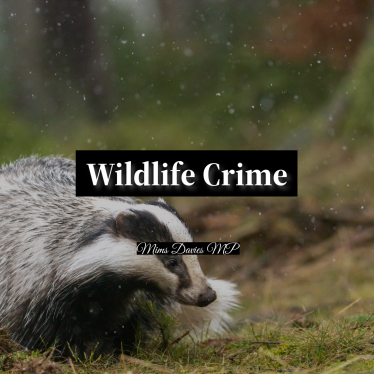 image of badger